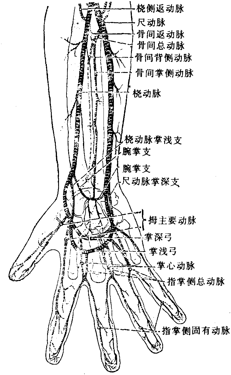 图145 桡动脉和尺动脉及其分支(右侧)